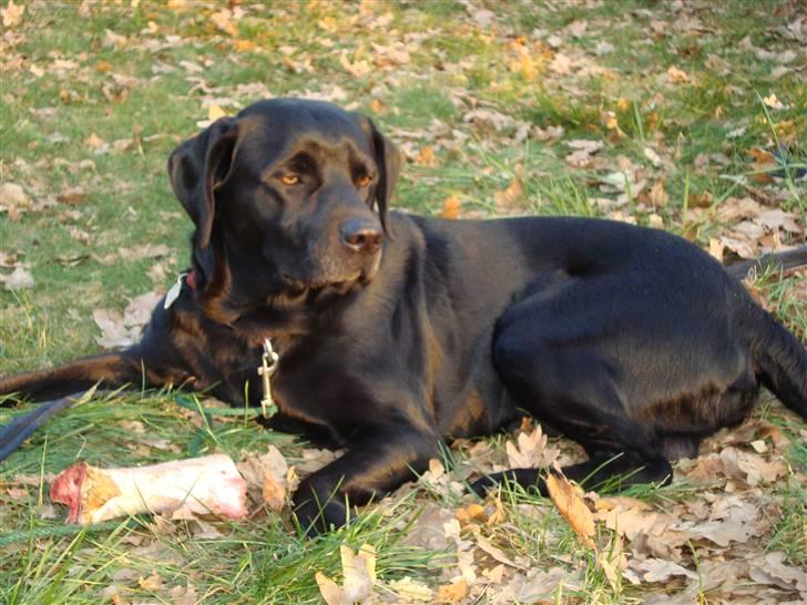 Labrador retriever Rofus <3Kærestens & min<3 - Smukke Rofus -påske 09 billede 5