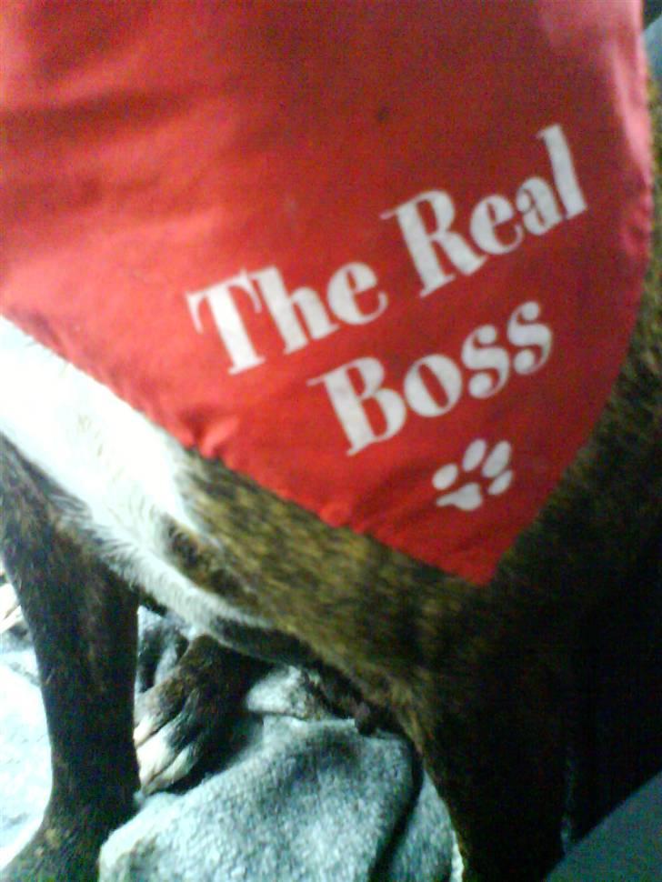 Amerikansk staffordshire terrier shila - min charmeklud billede 16