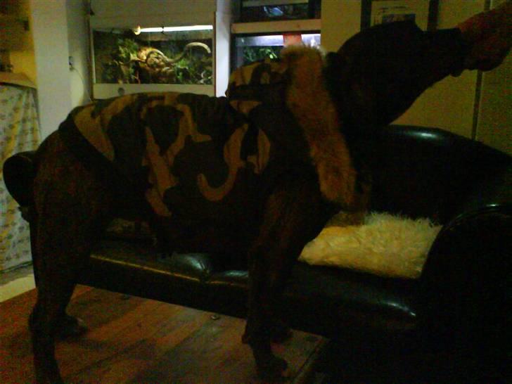 Amerikansk staffordshire terrier shila - militær jakke styrer for vildt billede 17