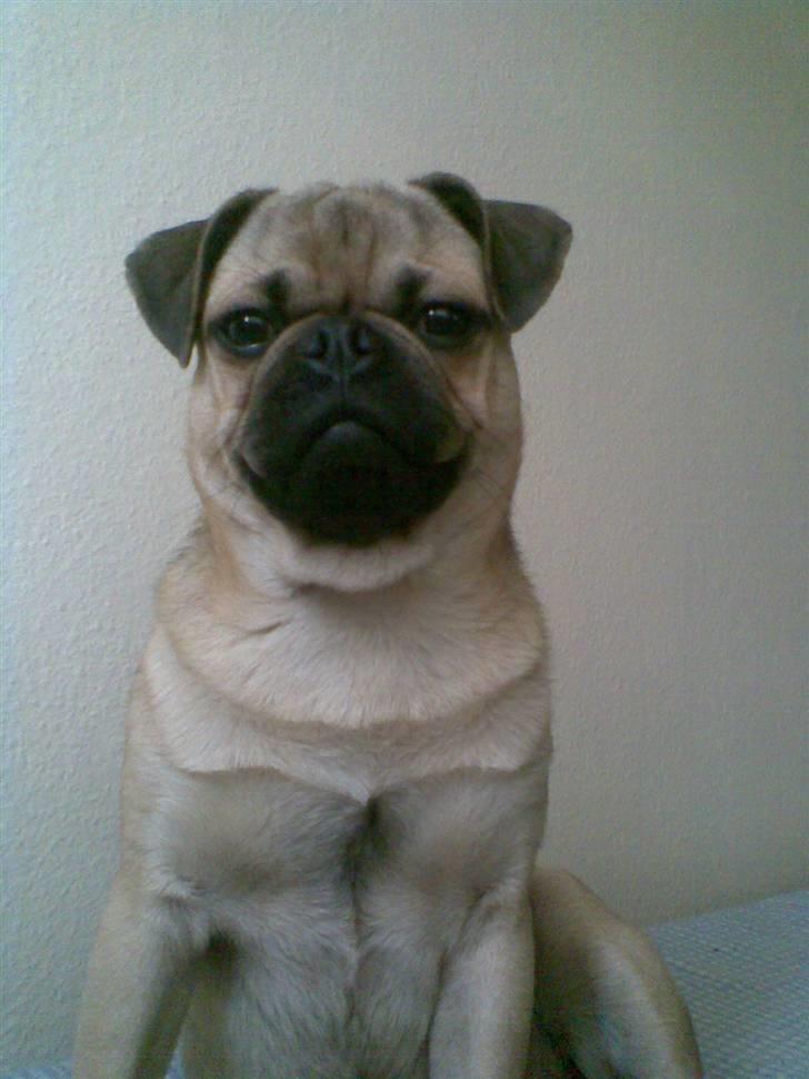 Blanding af racer Rocco!    Mops - Griffon - Rocco The King! billede 1