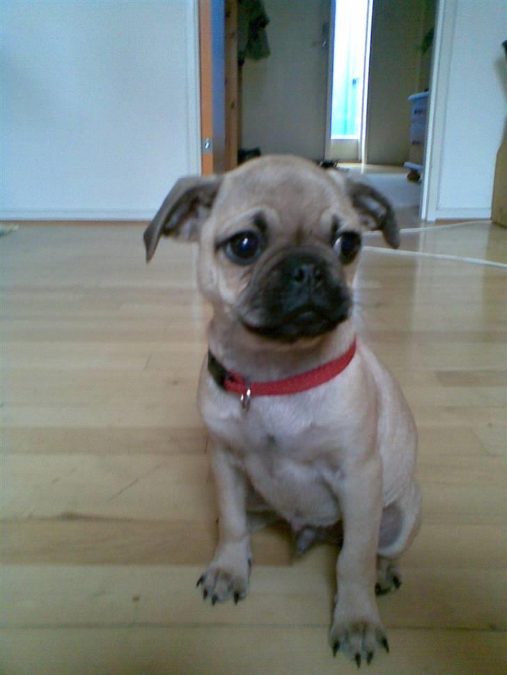 Blanding af racer Rocco!    Mops - Griffon - Mig da jeg var 10 uger billede 2