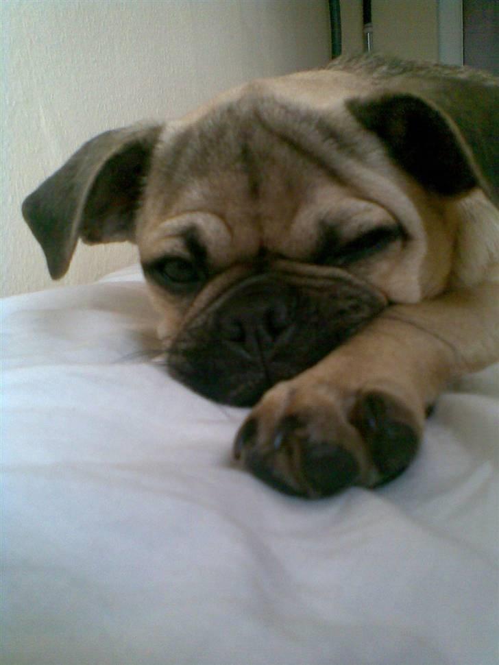 Blanding af racer Rocco!    Mops - Griffon - Godmorgen Farmand billede 3