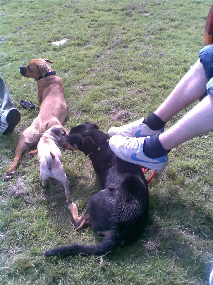 Blanding af racer Rocco!    Mops - Griffon - Hector, Mig og Tiga billede 4