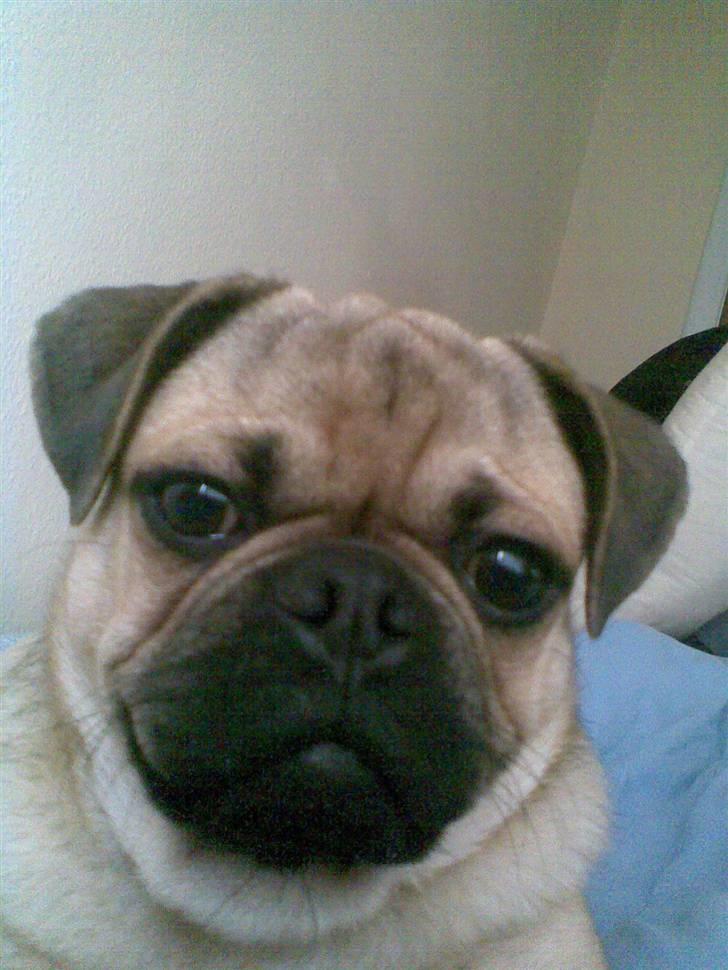 Blanding af racer Rocco!    Mops - Griffon - Heeej :D billede 5