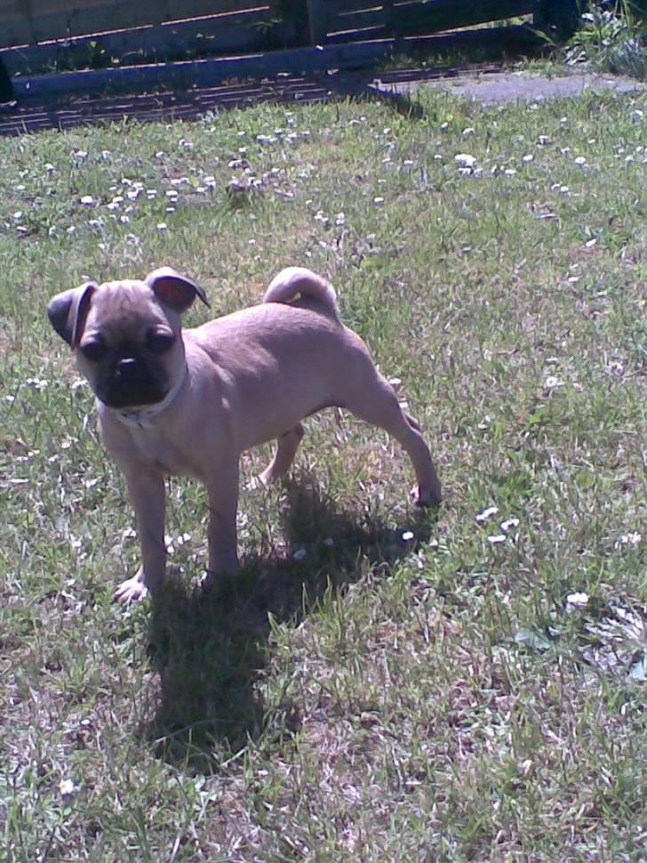 Blanding af racer Rocco!    Mops - Griffon - 10 uger billede 6