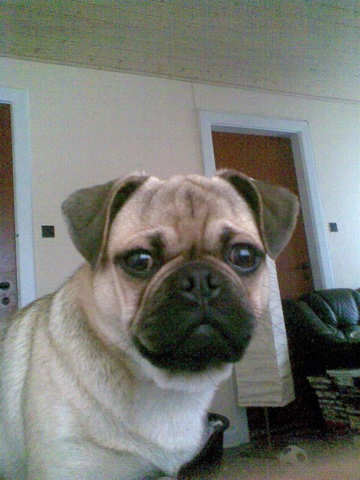 Blanding af racer Rocco!    Mops - Griffon - Snakker du til mig billede 8