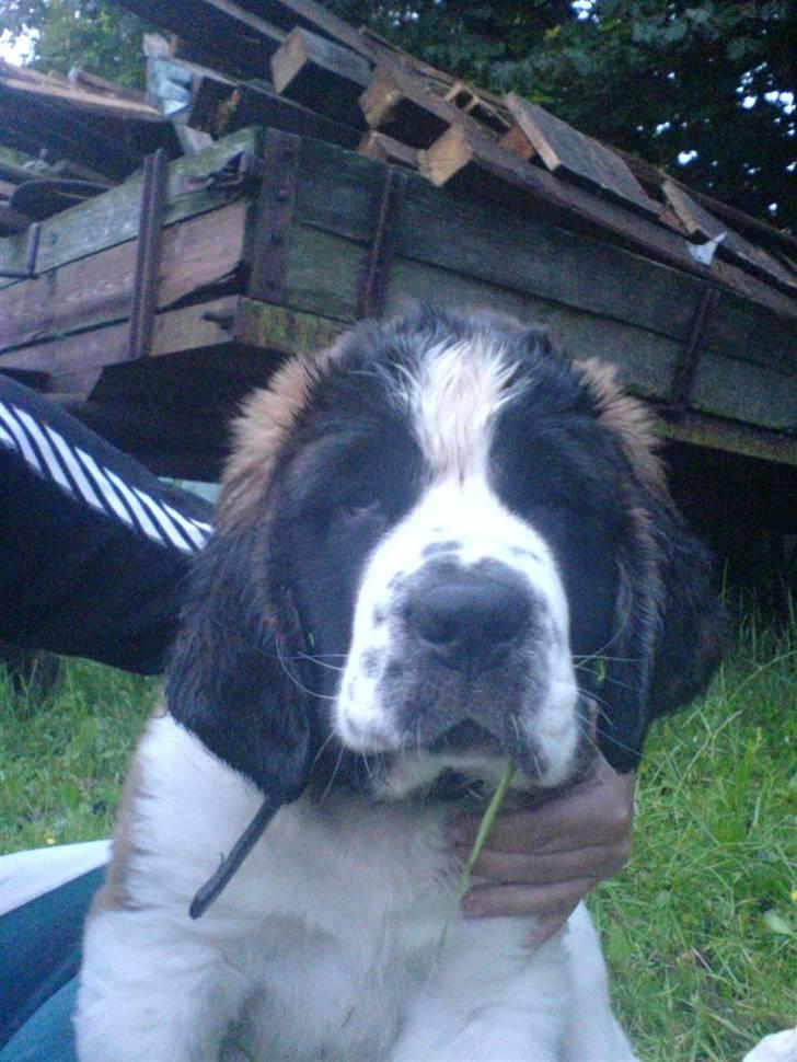 Sankt bernhardshund Balder - Her er jeg ikk så gammel  billede 15