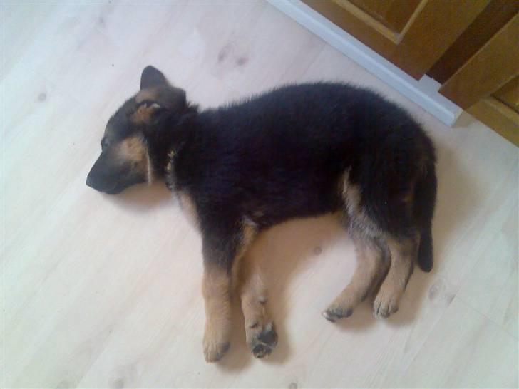 Schæferhund Glenn's Bosco billede 4
