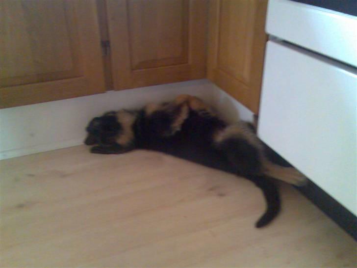 Schæferhund Glenn's Bosco billede 5