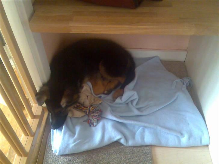 Schæferhund Glenn's Bosco billede 6