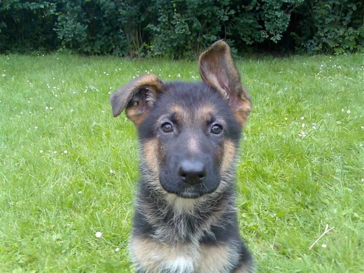 Schæferhund Glenn's Bosco - det er svært at rejse begge ører på en gang... billede 7