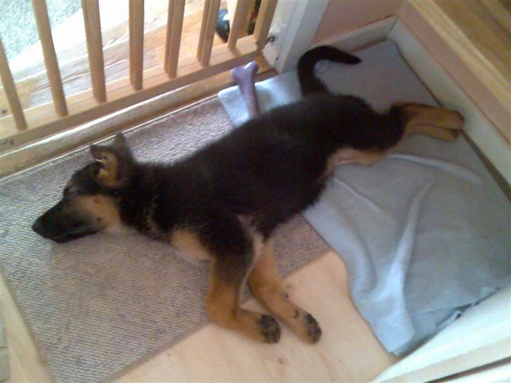 Schæferhund Glenn's Bosco billede 8