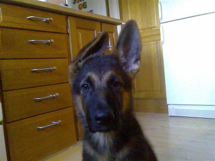 Schæferhund Glenn's Bosco - nu er det andet også næsten oppe billede 9