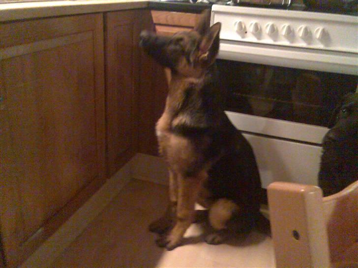 Schæferhund Glenn's Bosco - skulle der mon stå noget mad på bordet? billede 10