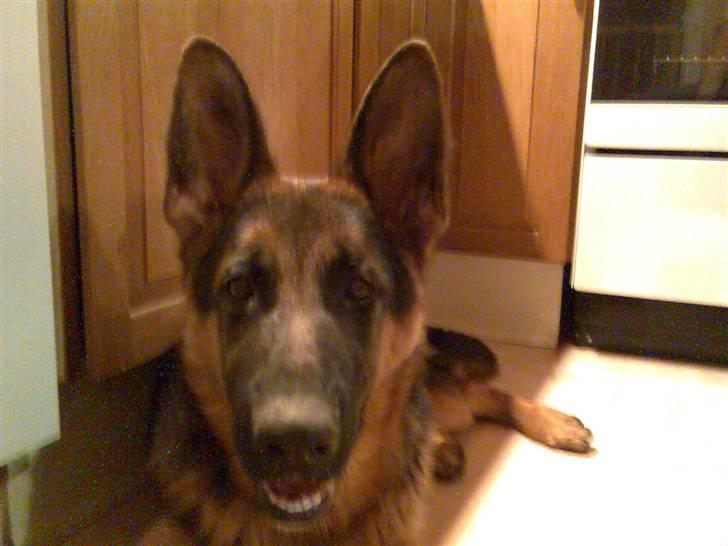 Schæferhund Glenn's Bosco billede 11