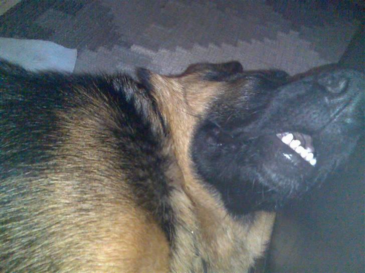 Schæferhund Glenn's Bosco - jeg sover herligt med et stort smil på billede 12