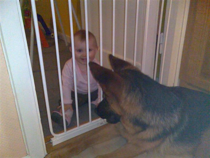 Schæferhund Glenn's Bosco billede 13