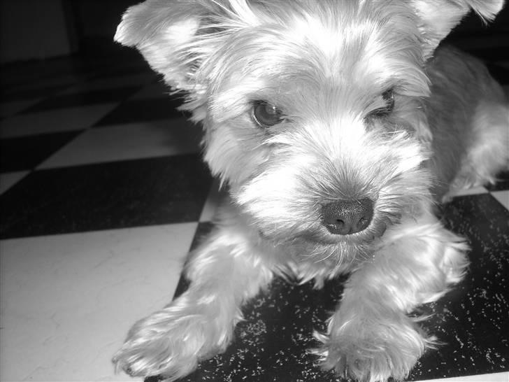 Yorkshire terrier Noa - Så Smuk Prinsessen er.. billede 13