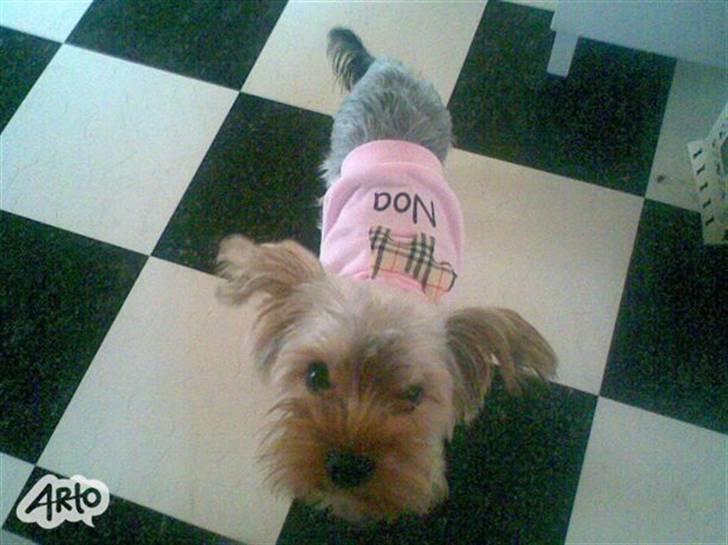 Yorkshire terrier Noa - Så er det Vist ved at være Mad tid Hva?  billede 14
