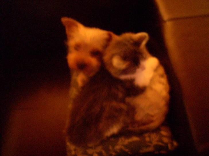 Yorkshire terrier Noa - Nusse Nusse.. billede 16