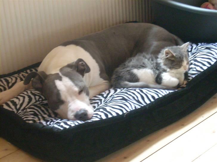 Amerikansk staffordshire terrier Akeela - Akeela og Spencer igen.. =) billede 10