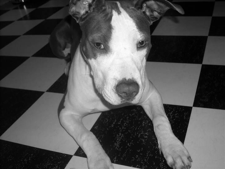 Amerikansk staffordshire terrier Akeela - Kommer der ikke snart noget Mad til Mig! billede 11