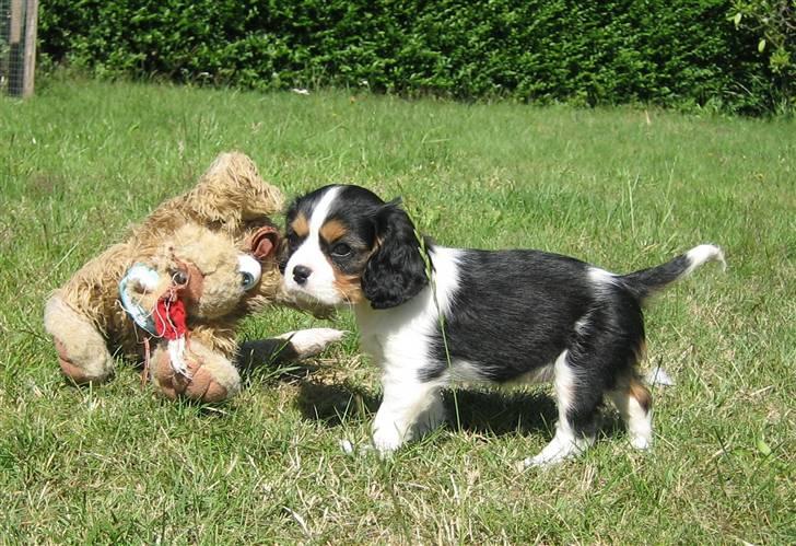 Cavalier king charles spaniel Dina - Ti uger gammel billede 8