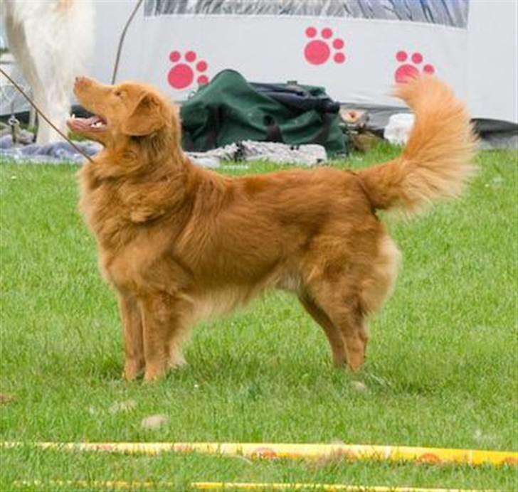 Nova scotia duck tolling retriever Gizmo - På udstilling i Vejen. Det var på denne udstilling han fik sit 1. danske cert. billede 2
