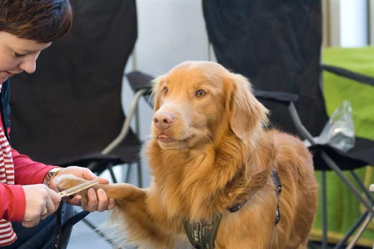 Nova scotia duck tolling retriever Gizmo - Her er vi på udstilling i Rostock og Gizmo skal lige have trippet poterne. Så det er med at holde tungen lige i munden. billede 3