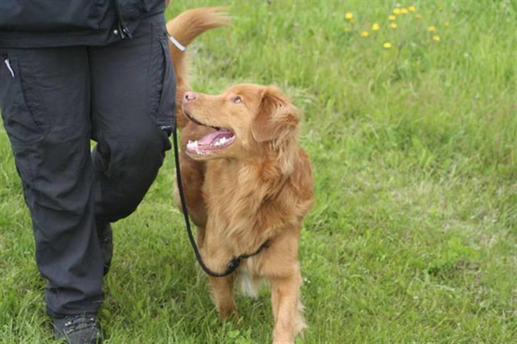Nova scotia duck tolling retriever Gizmo - Til træning og se lige en god kontakt. billede 4