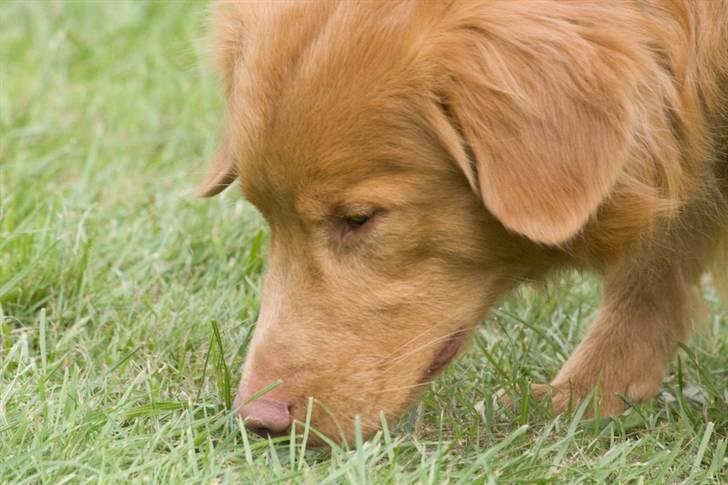 Nova scotia duck tolling retriever Gizmo - Åhh det dufter godt her.. billede 5