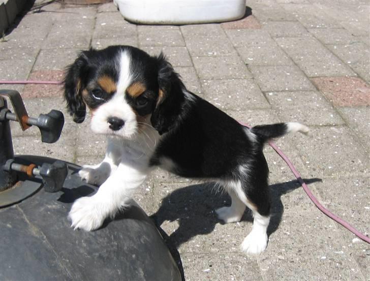 Cavalier king charles spaniel Dina - Også ti uger gammel - på udforskning i haven xD billede 9