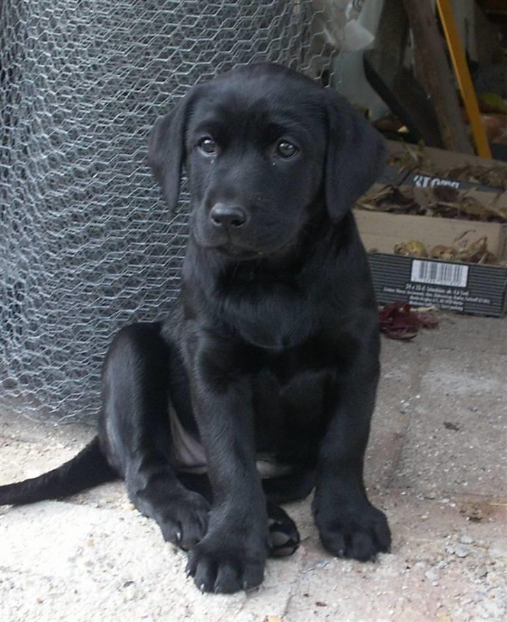 Labrador retriever Freya - Hehe lille Freya helt viklet ind i en garnnøgle der var utrolig sjov at lege med.. :) billede 18