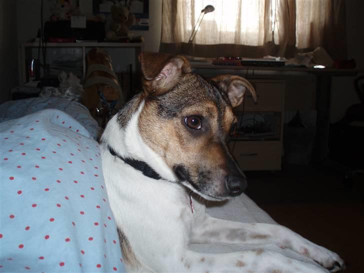 Dansk svensk gaardhund Mille billede 11