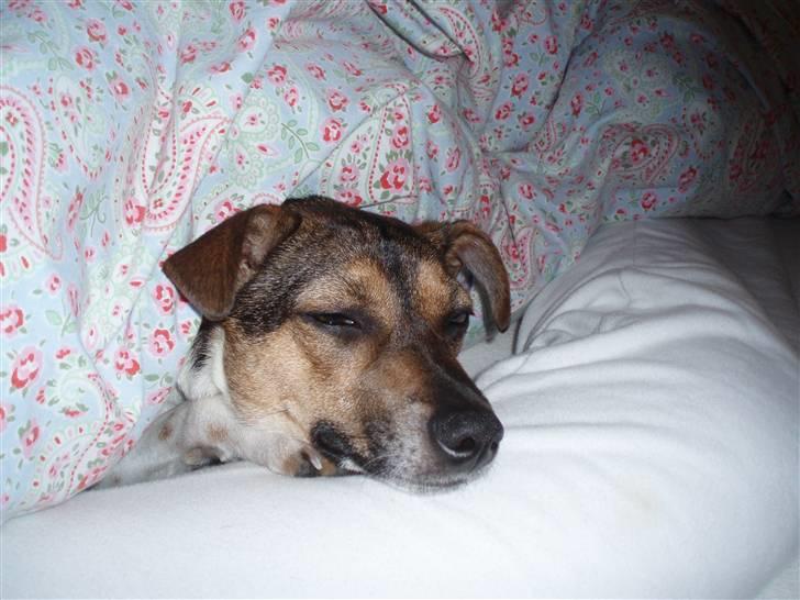 Dansk svensk gaardhund Mille billede 12