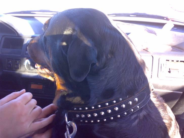 Rottweiler Kakestto's Cheetah *RIP* - Flotte halsbånd :) billede 15