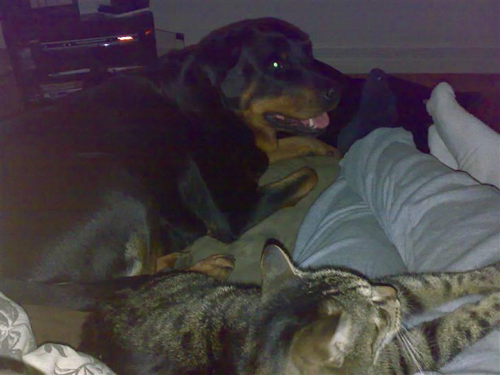 Rottweiler Kakestto's Cheetah *RIP* - Kat og hund :) billede 16