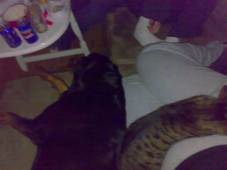 Rottweiler Kakestto's Cheetah *RIP* - Kat og hund :) billede 17