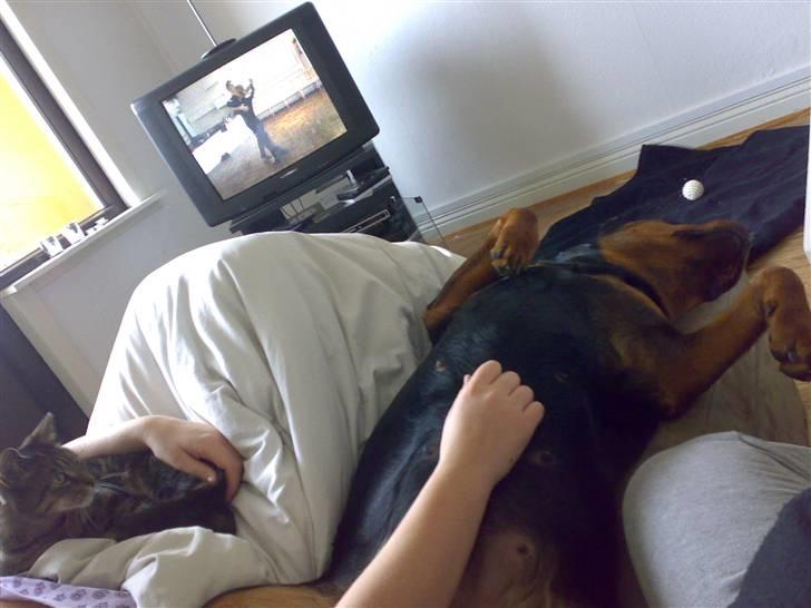 Rottweiler Kakestto's Cheetah *RIP* - Kat og hund ser vild med dans :) billede 18