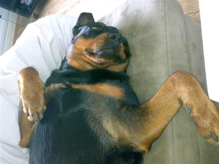 Rottweiler Kakestto's Cheetah *RIP* - Hund der fjoller :) billede 19