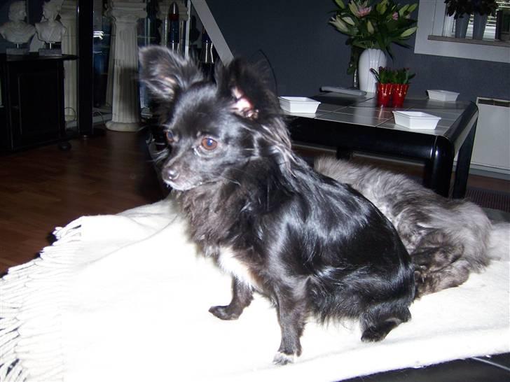 Chihuahua Freya .. - så er jeg blevet 18 mdr. og er rigtig fræk billede 8
