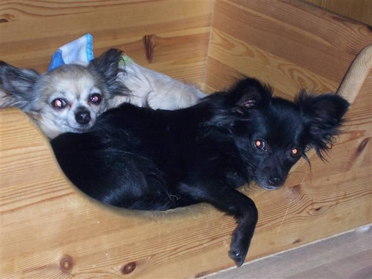 Chihuahua Freya .. - Enola og jeg venter på at far kommer hjem fra arbejde billede 9