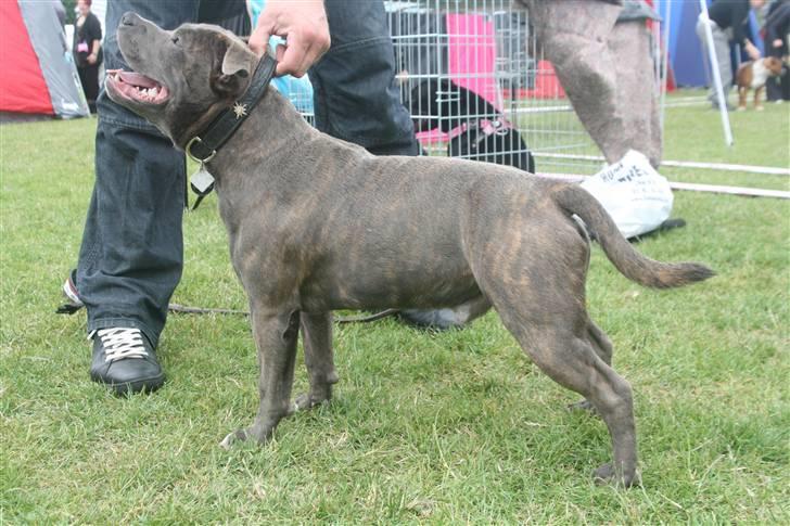 Staffordshire bull terrier Lucifer - Lucifer 9 mdr gammel billede 6