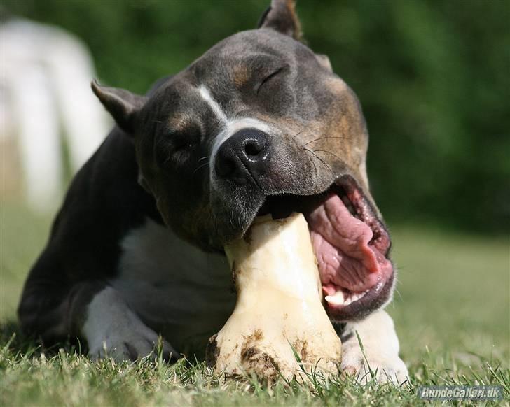 Amerikansk staffordshire terrier Xanthos R.I.P - xanthos 11½mdr gammel Foto: Ina Iceman billede 1