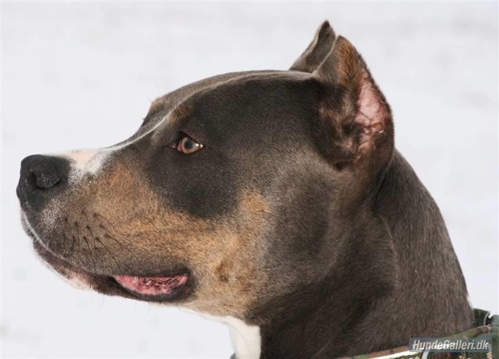 Amerikansk staffordshire terrier Xanthos R.I.P - SMUKKE Xango :) Foto: Ina Iceman billede 2