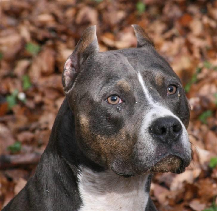 Amerikansk staffordshire terrier Xanthos R.I.P - Så mild og smuk... Foto: Ina Iceman billede 3