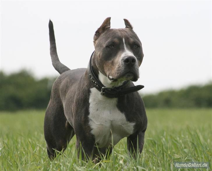 Amerikansk staffordshire terrier Xanthos R.I.P - xanthos 10½mdr Foto: Ina Iceman billede 4