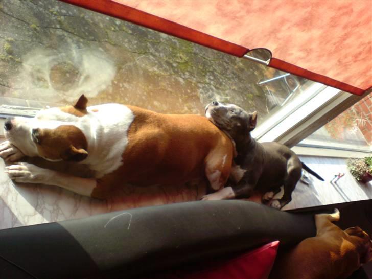 Amerikansk staffordshire terrier Xanthos R.I.P - Hygger lidt med Dollar i vindueskarmen:) billede 5