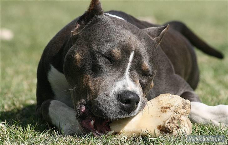 Amerikansk staffordshire terrier Xanthos R.I.P - lille fine xanthos 11½mdr  gammel. Foto: Ina Iceman billede 6