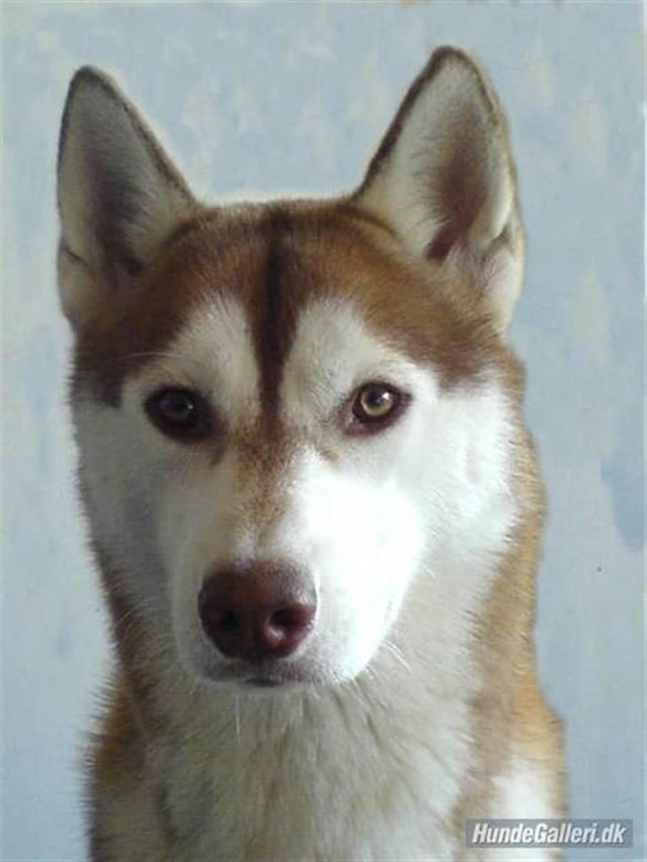 Siberian husky Aqui RIP - Aqui - Oktober 2007 billede 20